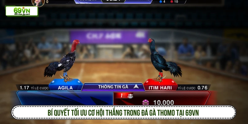 Bí quyết tối ưu cơ hội thắng trong đá gà Thomo tại 69VN