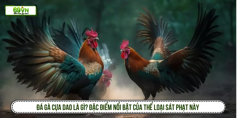 Đá gà cựa dao là gì? Đặc điểm nổi bật của thể loại sát phạt này