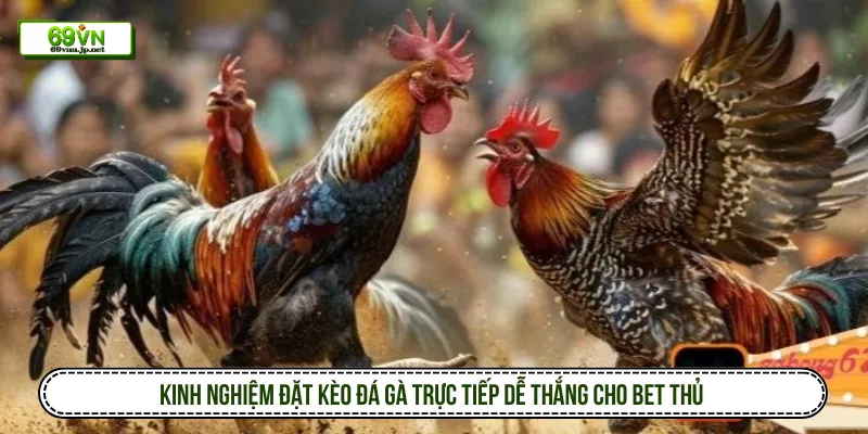 Kinh nghiệm đặt kèo đá gà trực tiếp dễ thắng cho bet thủ