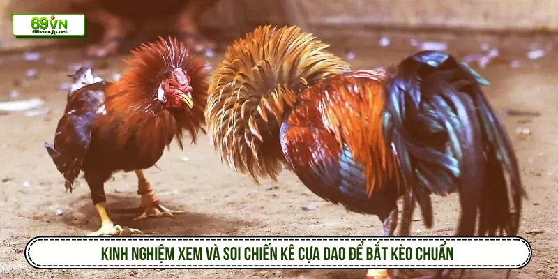 Kinh nghiệm xem và soi chiến kê cựa dao để bắt kèo chuẩn